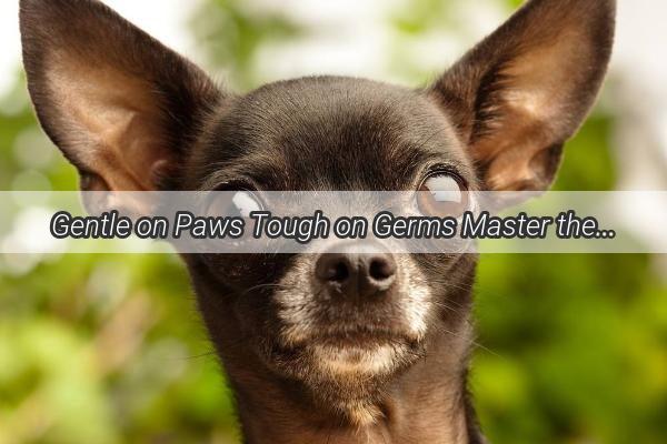 Gentle on Paws Tough on Germs Master the Art of Using Baby Dog Disinfectant